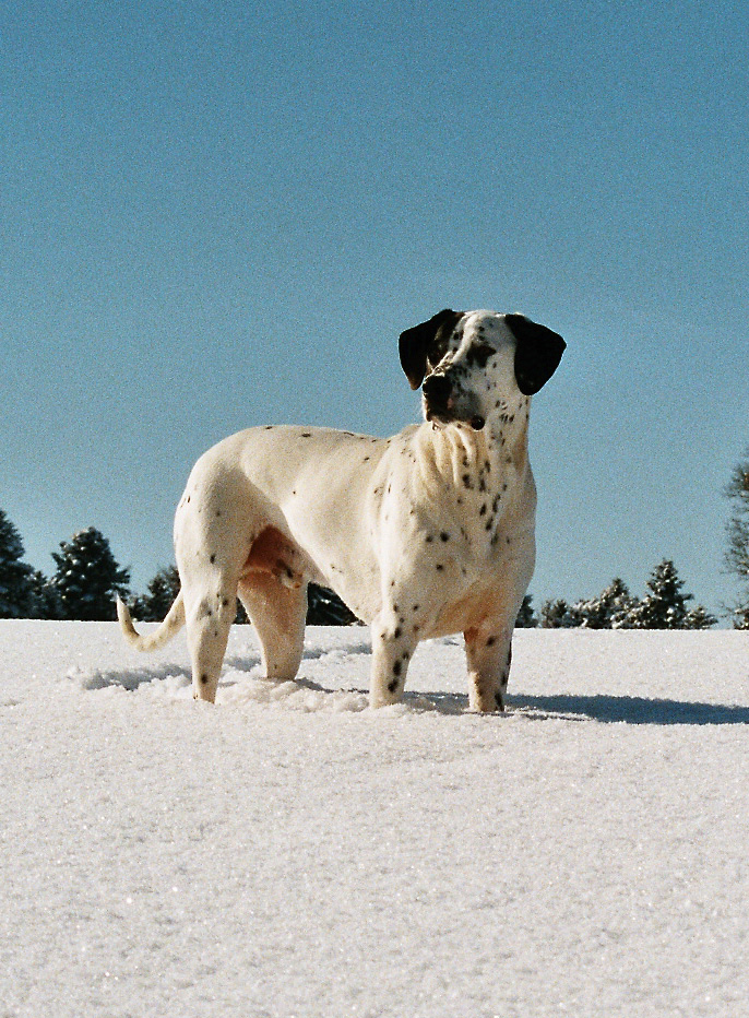 Mein "Opa" im Schnee