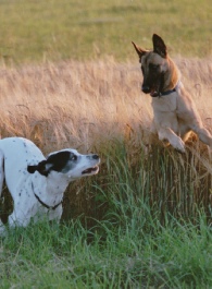 Akki und Django beim Fangenspielen