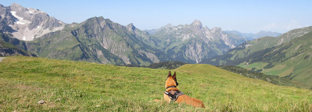 Malinois Django geniesst die Aussicht