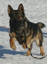 SchÃ¤ferhund Quno beim Spielen