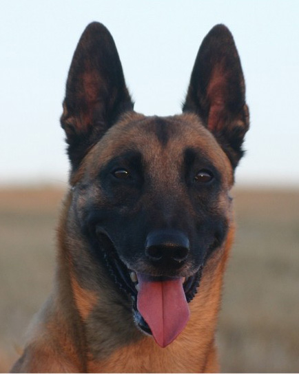 Malinois Django 